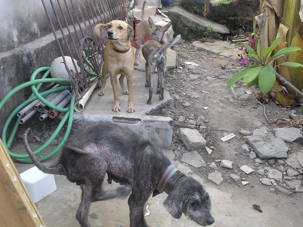 Animais ficam divididos em espaços diferentes (Foto: Larissa Vasconcelos/G1)