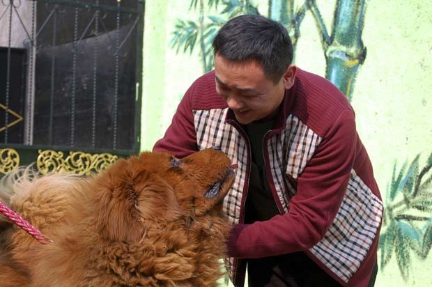 Em 2011, um bilionário chinês pagou US$ 1,52 milhão (cerca de R$ 3,1 milhões) por um cão da raça mastim tibetano chamado ‘Hong Dong’ (Foto: AP)