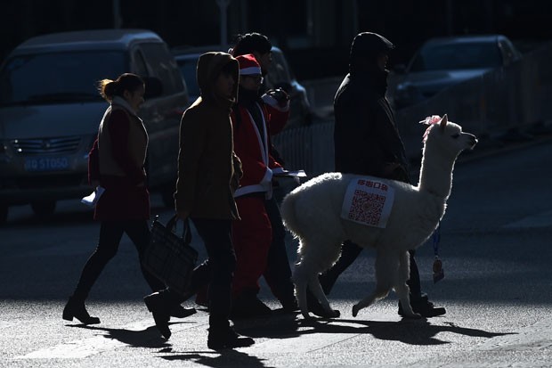Animal foi usado para alavancar vendas de Natal (Foto: Wang Zhao/AFP) Animal foi usado para alavancar vendas de Natal (Foto: Wang Zhao/AFP)