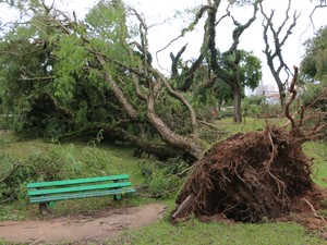 Árvore de parque é arrancada pelo vento durante temporal em Porto Alegre (Foto: Joyce Heurich/G1 RS)