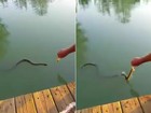 Vídeo de americano alimentando cobra na boca vira hit na web