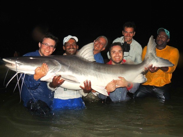Fisgado no Rio Araguaia, peixe da espécie Piraíba tem 2,1 metros de comprimento e peso estimado em 150 quilos. (Foto: Saulo Rodrigo Camilo / VC no G1)