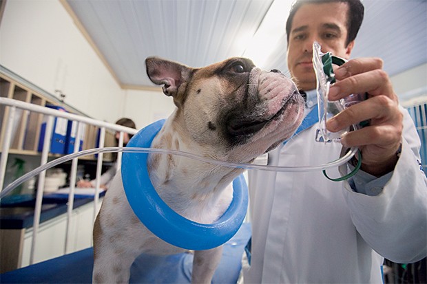 AJUDA PARA RESPIRAR O buldogue Manolo usa um colar de gelo no Hospital Sena Madureira, em São Paulo. Foi internado com a temperatura acima de 40 graus e dificuldade para respirar (Foto: Marcelo Min/Fotogarrafa/ÉPOCA)