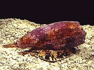 O caracol marinho Conus (Fot Kerry Matz National Institute of General Medical Services/Creative Commons)