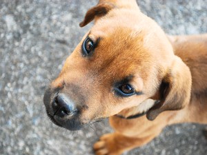 Cães serão castrados em Formiga (Foto: Gustavo Borges/Divulgação)