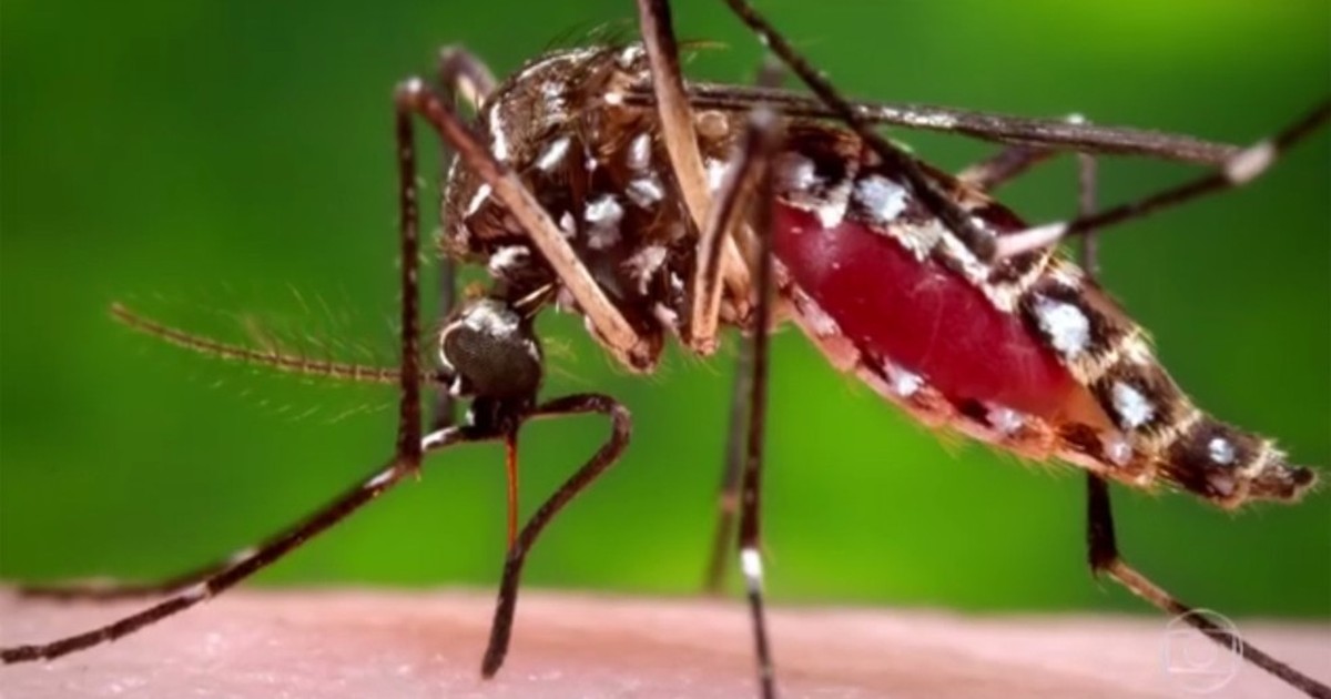 Monte Mor realiza ações de combate ao Aedes aegypti neste sábado - Globo.com