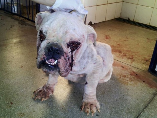 G1 Bulldog Inglês Vítima De Maus Tratos é Resgatado Em Palmas