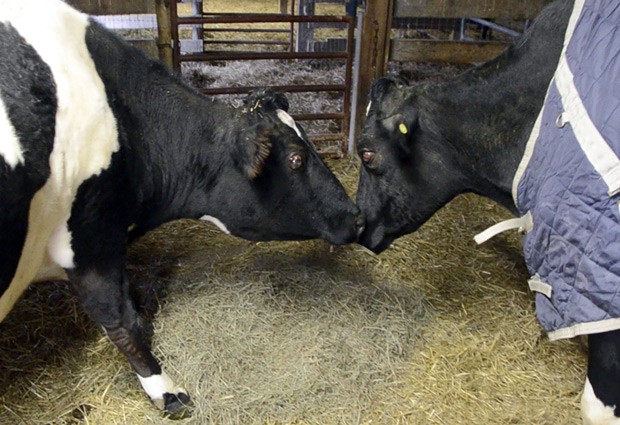 Vacas foram reunidas por estarem em situação semelhante (Foto: AP Photo/Farm Sanctuary)