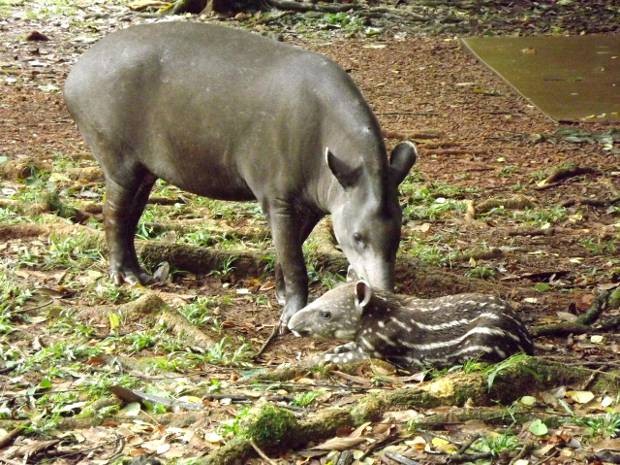 Mãe e filhote anta vivem soltos no Parque de Carajás. (Fot Divilgação/ Parque Zoobotânico Vale)