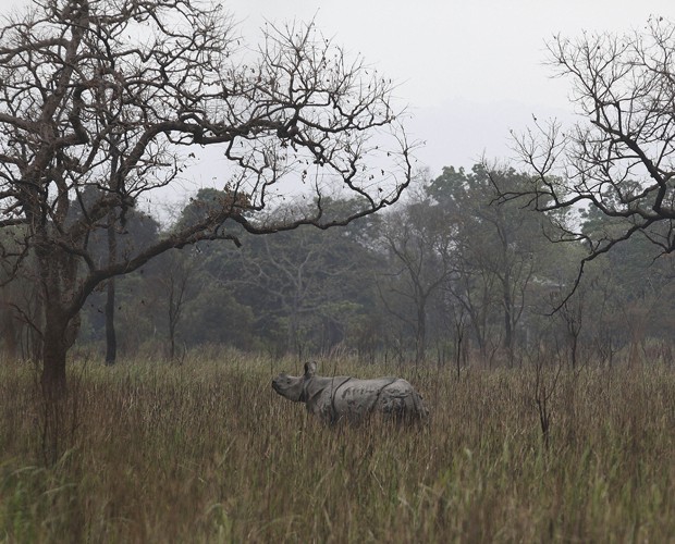 Rinoceronte no parque indiano; do total de rinocerontes contados, 645 são machos e 684, fêmeas (Foto: Anupam Nath/AP)