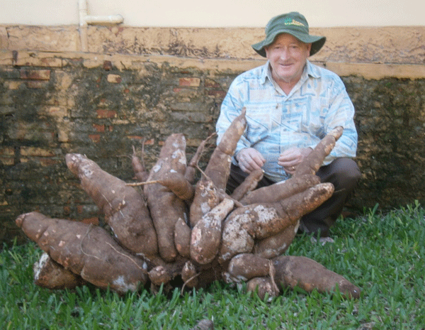 Mandioca gigante foi colhida em Porto Mauá (Foto: Divulgação/Maristela Schüller)