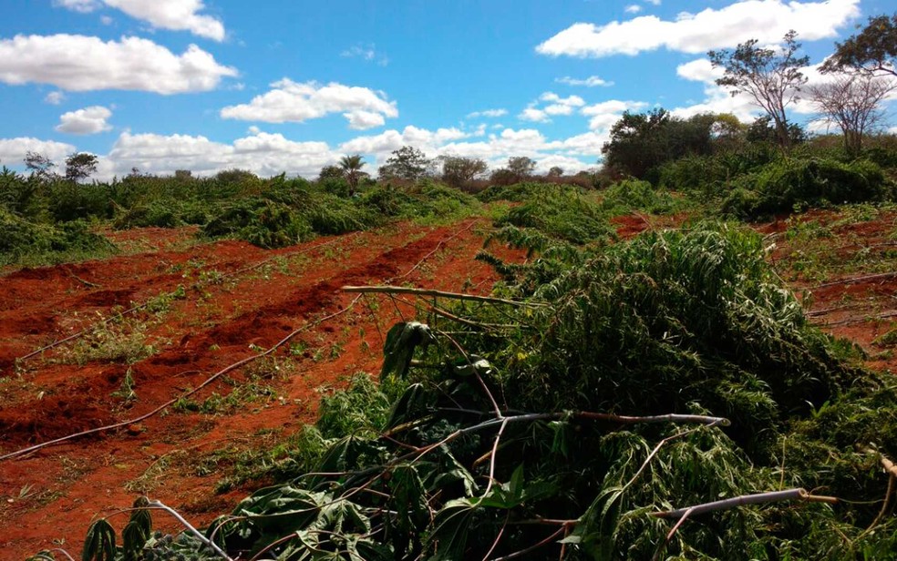 Além da droga em processo de secagem, polícia achou 400 mil pés de maconha no norte da Bahia (Foto: Divulgação/ Cipe Semiárido)