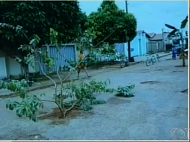 Árvores foram plantadas em protesto contra buracos em avenidas de Colinas do Tocantins (Foto: Reprodução/TV Anhanguera)