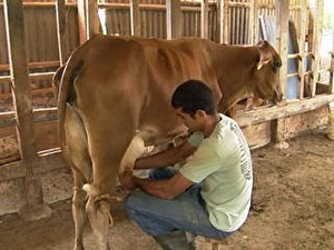 Produção de leite no Brasil tem problemas de baixa qualidade  (Foto: Reprodução/TV Globo)