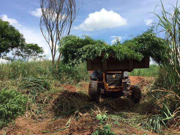 Trator ajudou a arrancar a plantação de maconha em Catiguá (Foto: Fernando Daguano/TV Tem) Trator ajudou a arrancar a plantação de maconha em Catiguá (Foto: Fernando Daguano/TV Tem)