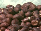 Estiagem atrasa plantio de amendoim em Jaboticabal (SP)