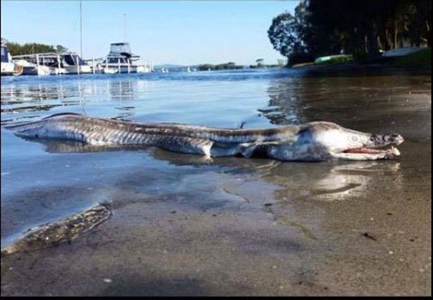 Criatura bizarra foi encontrada em Swansea, no estado da Nova Gales do Sul (Foto: Reprodução/Facebook/Ethan Tippa)
