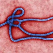 Itália examina caso suspeito de ebola (CDC)