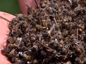 Produtores acumulam prejuízos com a morte de abelhas na região (Foto: Reprodução/EPTV)