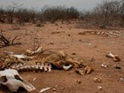 'Pior seca dos últimos 50 anos', diz relatório (Rafael Barbosa/G1)