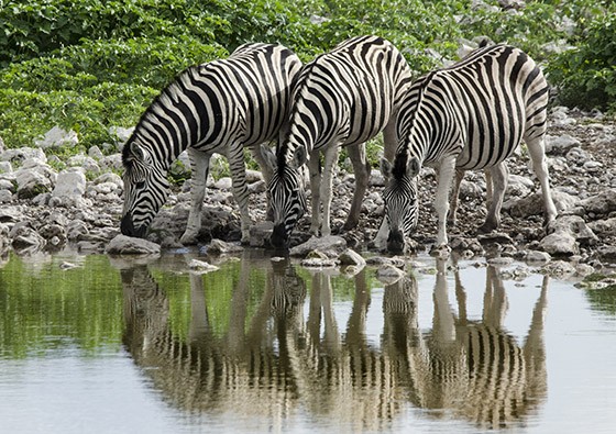 Existem cinco teorias sobre a existência das faixas brancas e pretas das zebras, mas nenhuma delas é definitiva (Foto: © Haroldo Castro/Época)