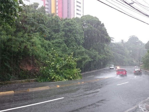 Árvore caiu sobre a rua e prejudicou o trânsito na ladeira (Foto: Cau Rodrigues/G1)