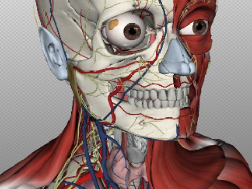 screenshot de Biodigital Human