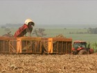 Começa a colheita da cana-de-açúcar no Centro-Sul do país