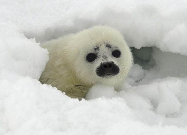 Filhote de foca anelada deixa caverna de neve; espécie vai receber medidas de proteção devido à ameaça, diz NOAA (Foto: Michael Cameron/NOAA/Reuters)
