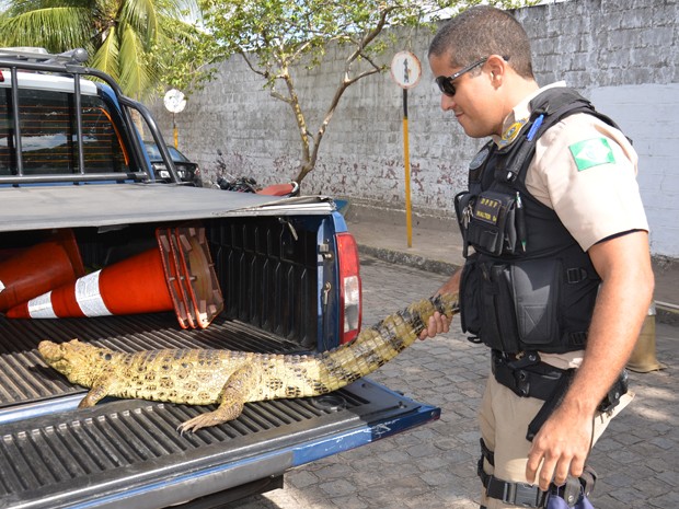 PRF da Paraíba encaminhou o jacaré para o Ibama (Foto: Walter Paparazzo/G1)