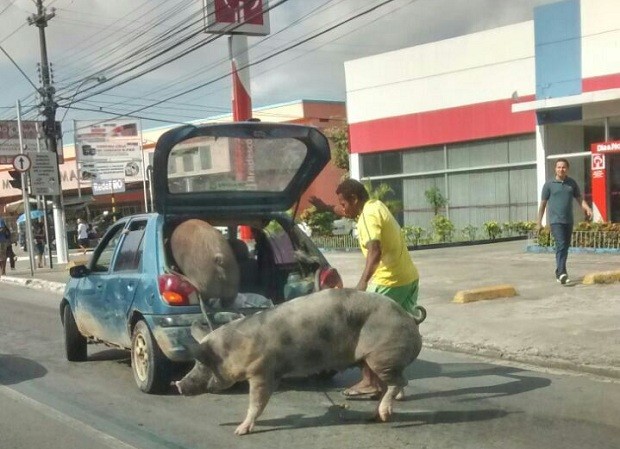 Resultado de imagem para carro de cigano é porco?