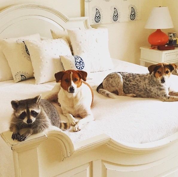 O trio inseparável