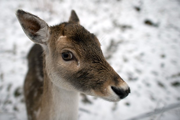 Veado parece 'desconfiado' ao ser fotografado em Langenhennersdorf, na Alemanha (Foto: Arno Burgi, DPA/AFP)