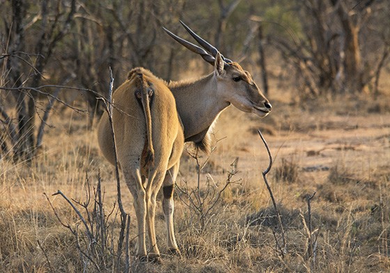 O elande pode pesar até uma tonelada (Foto: © Haroldo Castro/Época) O elande pode pesar até uma tonelada (Foto: © Haroldo Castro/Época)