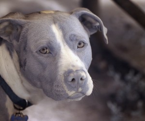 Resultado de imagem para A CIÃNCIA CONFIRMA: CÃES PODEM SENTIR SE UMA PESSOA Ã MÃ OU NÃO