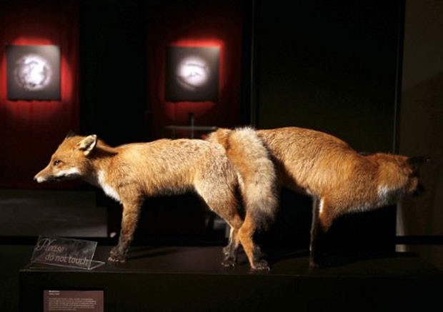 Casal de raposas durante ato sexual; exposição na França mostra detalhes sobre a sedução e o sexo dos animais (Foto: Francois Guillot/AFP)
