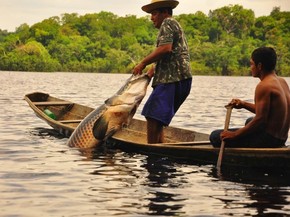 Manejo Do Pirarucu Deve Beneficiar Cerca De 4 Mil Pescadores No Am Amazonas G1 Informações escola de profetas no rio de janeiro. g1 globo