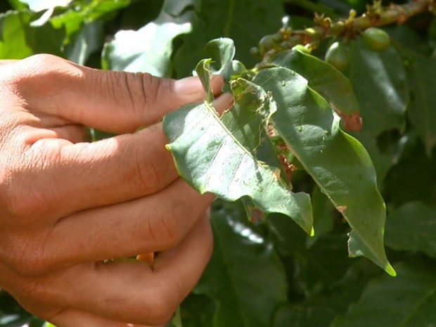 Chuva de granizo causa estragos em lavouras de café de Caconde (Foto: Eder Ribeiro/ EPTV)