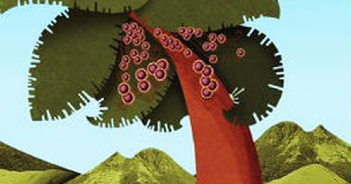 G1 Espetáculo ‘A Lenda do Açaí’ revela a história do fruto amazônico notícias em Amapá