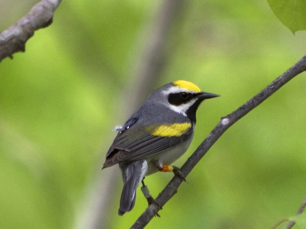    Uma mariquita d'asa amarela com um geolocalizador em suas costas e uma fita de identificação em suas pernas é visto nas montanhas Cumberland, do Tennesse: estudo conclui que espécie sente que tempestade está vindo  (Foto:  Reuters/Gunnar Kramer)