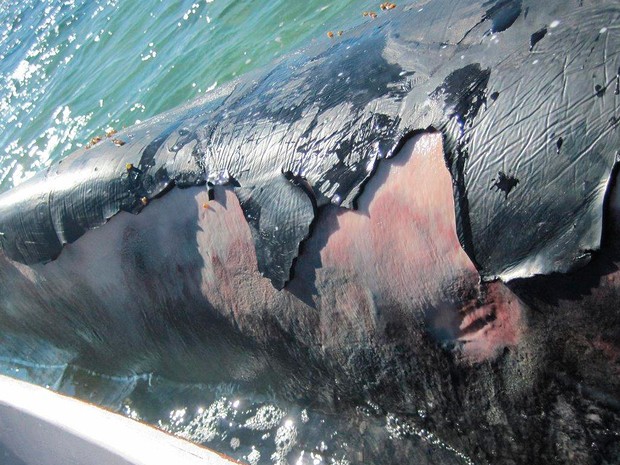 Baleia jubarte encalhada no sul da Bahia perdeu parte da pele (Foto: Divulgação/Projeto Baleia Jubarte)