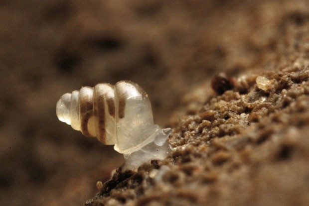 Exemplar de caracol da espécie Zospeum tholussum, encontrado em cavernas subterrâneas da Croácia (Foto: J. Bedek/Creative Commons)