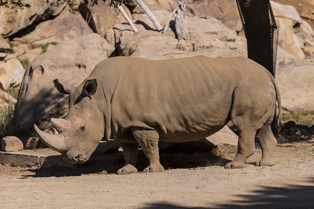  Rinoceronte-branco-do-norte Angalifu, que vivia no Zoológico de San Diego, morreu: restam apenas 5 da mesma espécie (Foto: Reuters/Ken Bohn/San Diego Zoo)