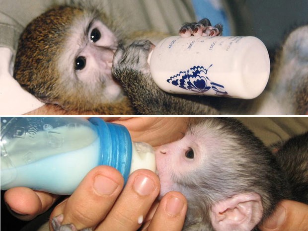 Bebeto, aos dois meses (acima) e Lequinho também com dois meses de idade (abaixo) (Foto: Divulgação/Rio Zoo)