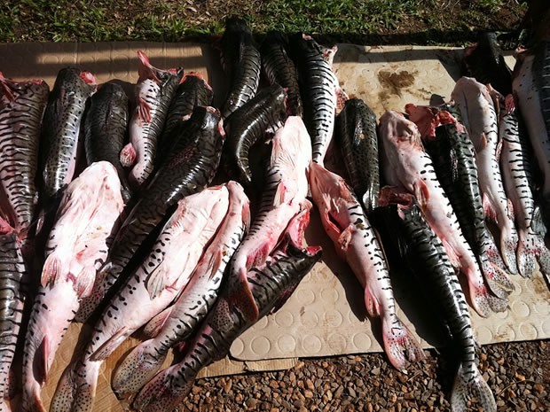 Mais de 180 quilos de peixes das espéceis cachara e pintado foram apreendidos. (Foto: Denise Soares/G1)