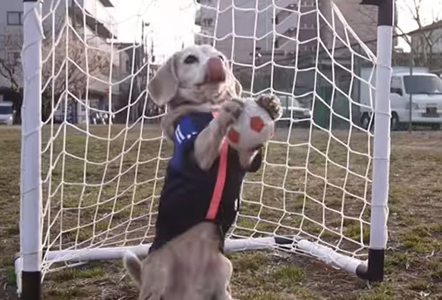 Além de ser boa 'atacante', beagle também mostrou talento como goleira (Foto: Reprodução/YouTube/Purin Kumagai)