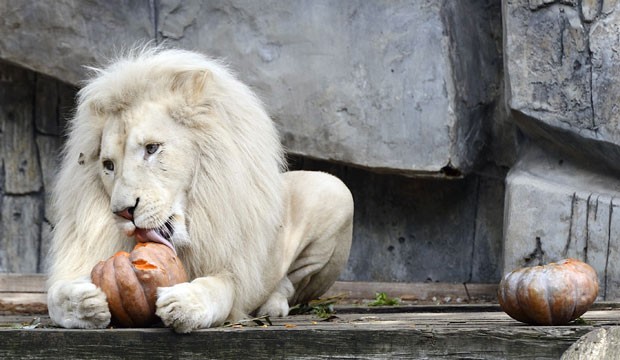 Leão branco foi fotografado enquanto provava abóbora recheada com frango (Foto: Lex van Lieshout/ANP/AFP)