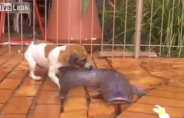 Cachorro fez vrias tentativas, antes de conseguir capturar peixe (Foto: Reproduo/LiveLeak/Hansolo994)