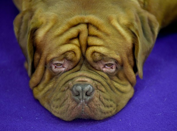  Dogue de Bordeaux descansa durante competição canina nos EUA (Foto: Timothy A. Clary/AFP)