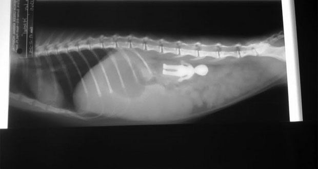 Também levou menção honrosa um raio-X de uma clínica de North Port, na Flórida, que mostra um gato que tinha devorado um brinquedo (Foto: Reprodução/Veterinary Practice News)